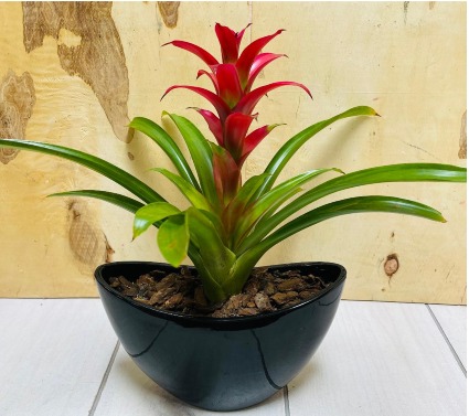 Tropical Bromiliad Plant 