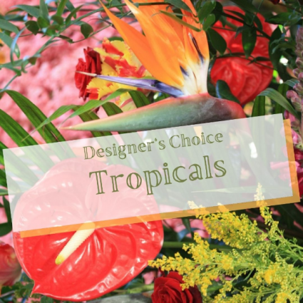 Tropical Delights Designers Choice 