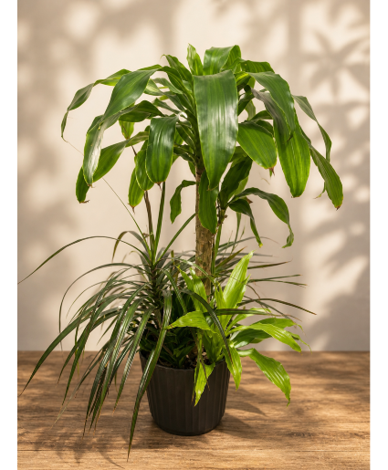 Tropical Dishgarden Dishgarden