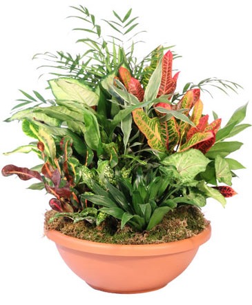 Tropical Garden - 00328  in Hagerstown, MD | TG Designs - The Flower Senders