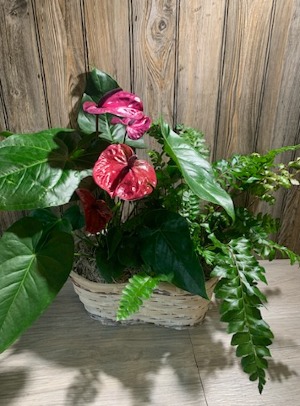 Tropical Garden Oasis Mixed Basket