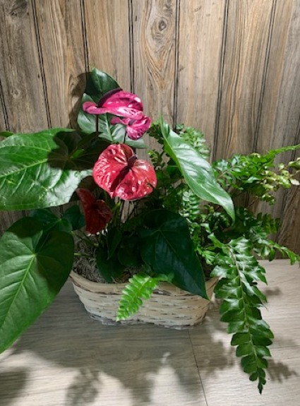 Tropical Garden Oasis Mixed Basket
