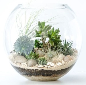 Tropical Island  