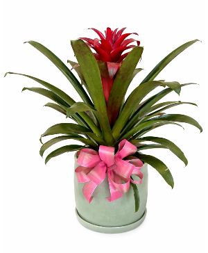 Tropical Kiss Bromeliad Plant