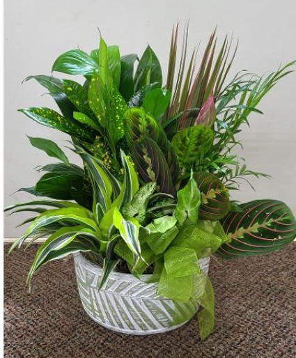 Tropical Leaf Dish Garden FHF-D772 Assortment of Plants (Local Delivery Area Only)