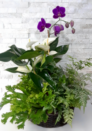 Tropical Orchid Planter 