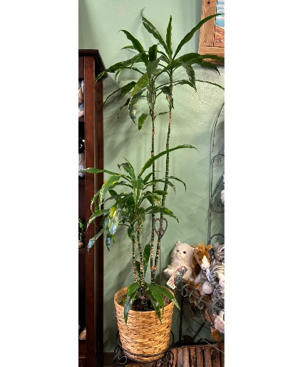 Tropical Palm 