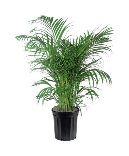 TROPICAL PALM PLANT PLANT