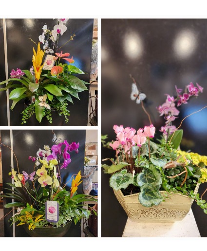 Tropical Paradise Planter