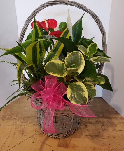 Tropical plant basket Plants