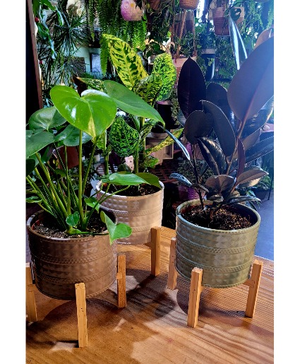 Tropical Plant in a Nice Pot  