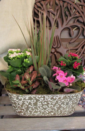 Tropical Planter Plant