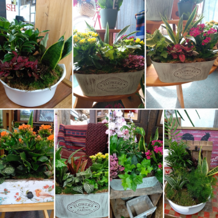 Tropical Planters Plants