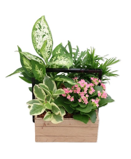 Tropical plants in a wooden box  Planter