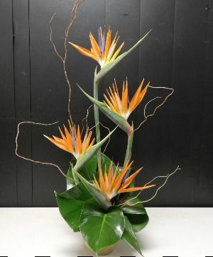Tropical Simplicity 