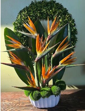 Tropical Sunrise Exotic Bloom arrangement in pot 