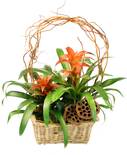 Tropical Ties Blooming Plants