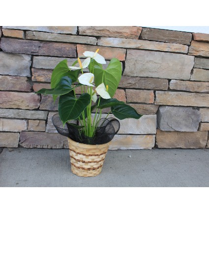 Tropical White Anthurium Tropical  White Anthurium