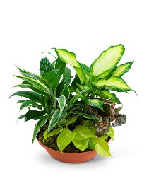 Tropics in Terracotta Plants