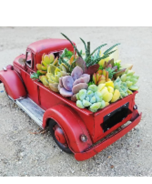 Truck full of Succulents  Succulents