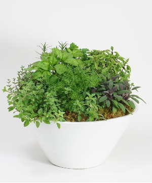True herb Garden  