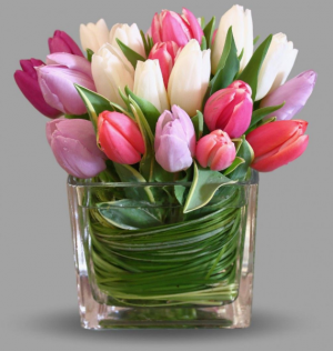 Tulip ATL Dreams 