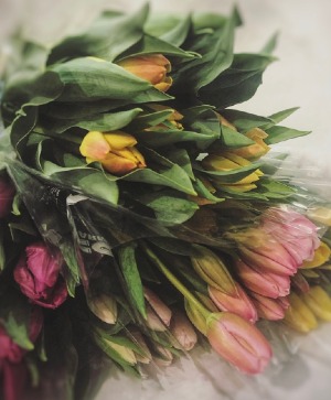 Weekly Tulip Subscription 2026 Tulips