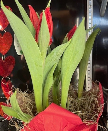 Tulip Bulb Blooming Plant