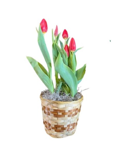 Tulip Bulb Garden 