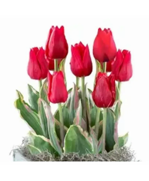 Tulip Bulb Garden 