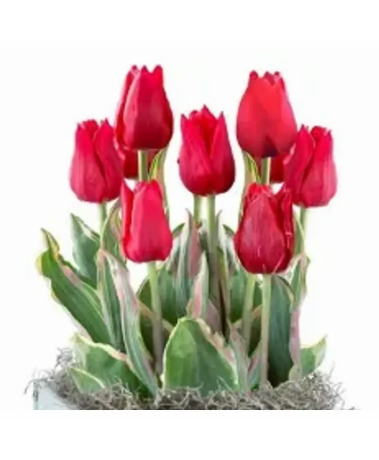 Tulip Bulb Garden 