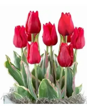 Tulip Bulb Garden 