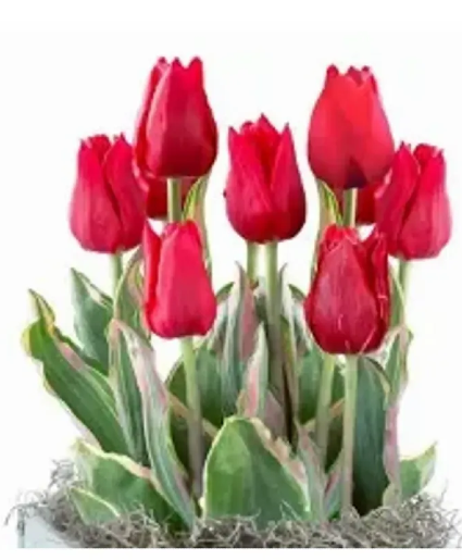 Tulip Bulb Garden 