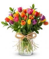Tulip Dream 