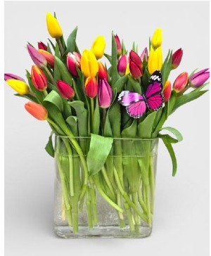TULIP GARDEN 