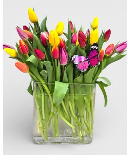 TULIP GARDEN 