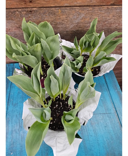 Tulip Garden  Plant
