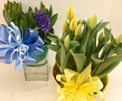 Tulip or Hyacinth Garden 
