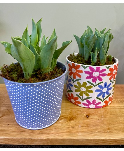 Tulip Planter 