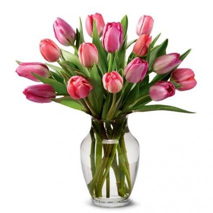  **Tulip Special** 