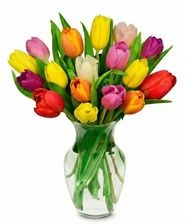 Tulip Surprise Assorted Tulip Vase Mix in Pensacola, FL | Cordova Flowers and Gifts