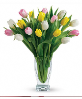 Tulip Treasure 