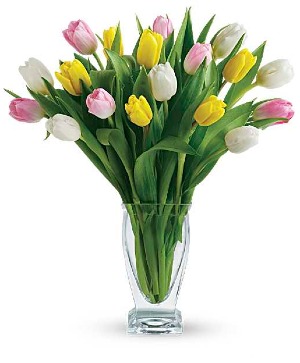 Tulip Treasure 