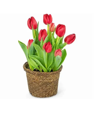 Tulips in a Basket  