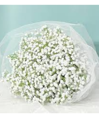 Baby Breath 