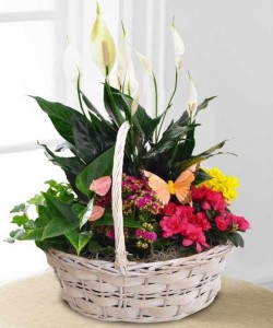 TWELVES  MIXED PLANTER WITH COLOR