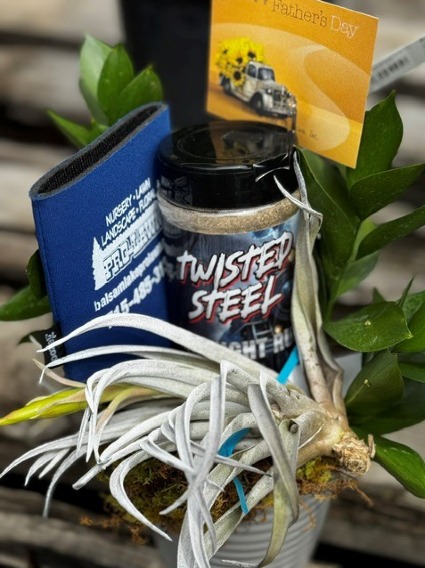 Twisted Steel  Air Plant