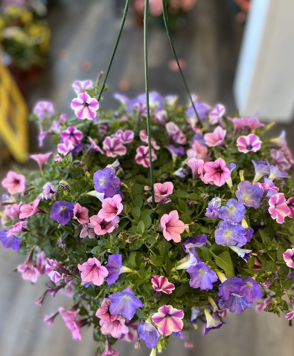Two 10 Inch Petunia Hanging Baskets Hanging Basket