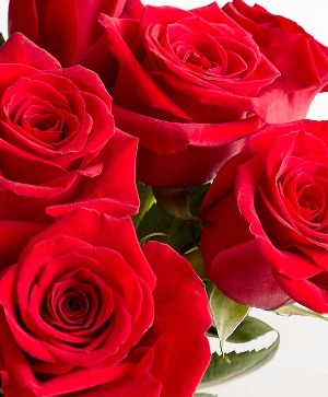 Two Dozen Roses Special  