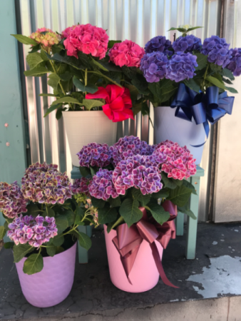 Hydrangea Plant Blooming plant 